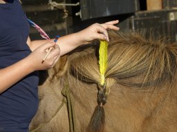 Cambridgeshire Equine Assisted Learning